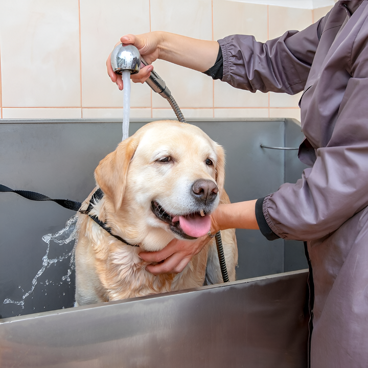 Why Quality Grooming Matters for Your Pet