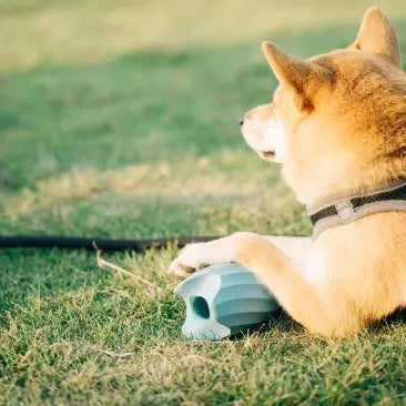 Food Ball Teasing Pet Educational Toy