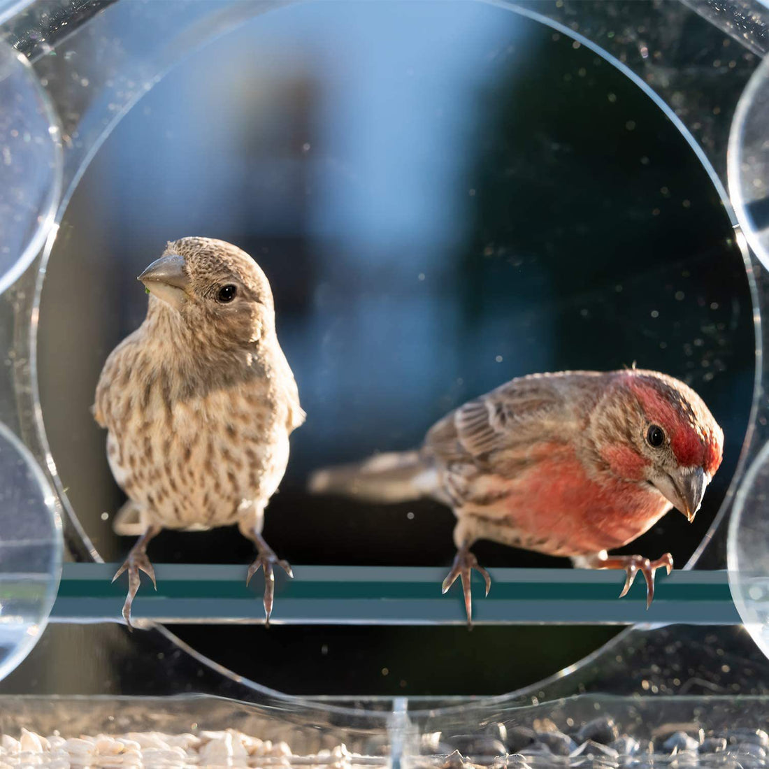Hanging Transparent Acrylic Bird Feeder