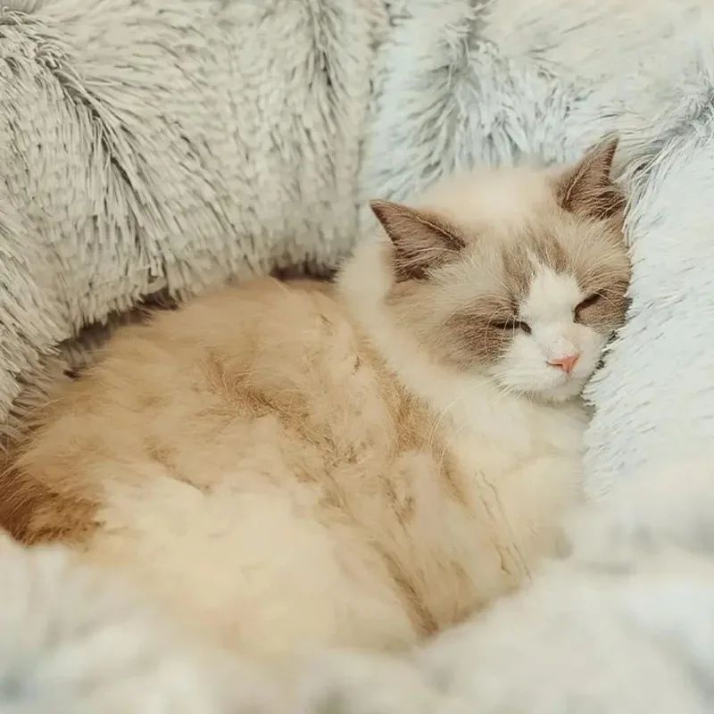 Pet Christmas Beds